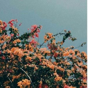 Meet your Posher, Allie